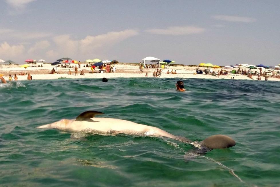 Carcassa di un giovane delfino nelle acque di Maimoni