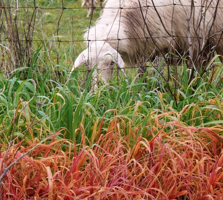 Una legge per vietare l’uso di diserbanti chimici 