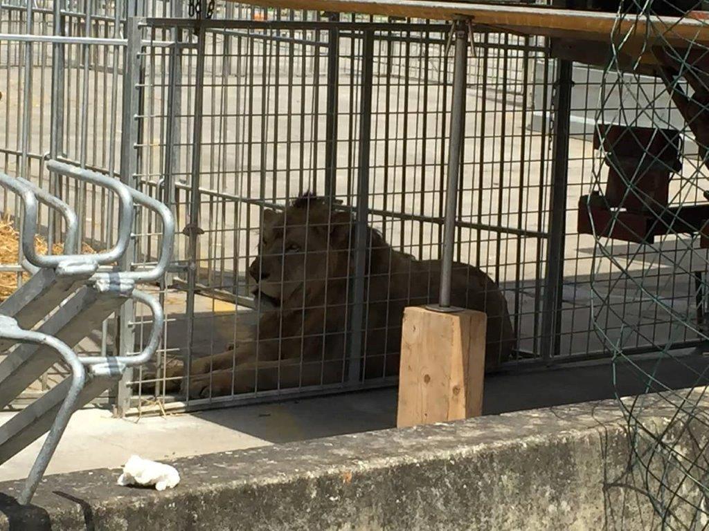Il leone in gabbia fra i container