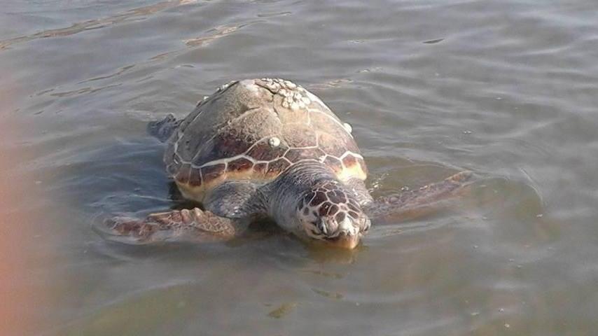 Tartarughe e delfini morti «Incidenti con i pescatori»