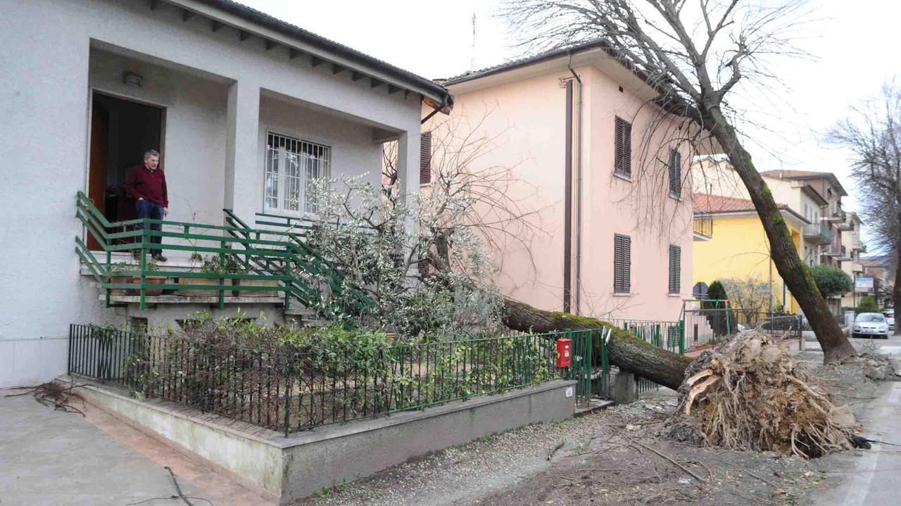 Alberi caduti sulle case per la tempesta di vento (foto Gori)