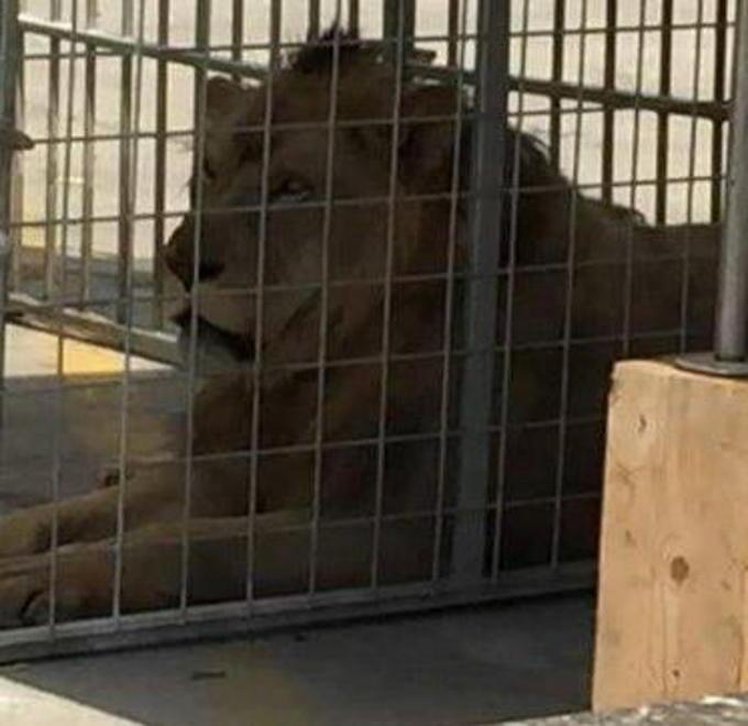 Circo fra i container leoni e giraffe in gabbia sotto il sole 