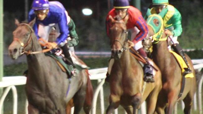 Torna la notturna all’ippodromo Caprilli Che sfida per i tre anni