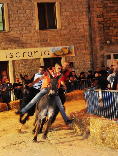 Palio degli asinelli, undici anni di emozioni 
