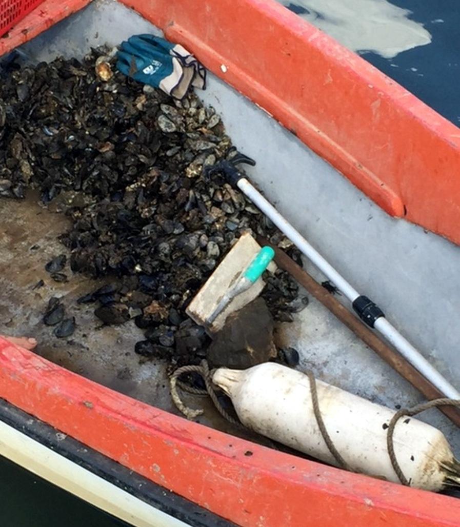 La Guardia Costiera ha sequestrato cozze, arselle e muggini ai pescatori di frodo