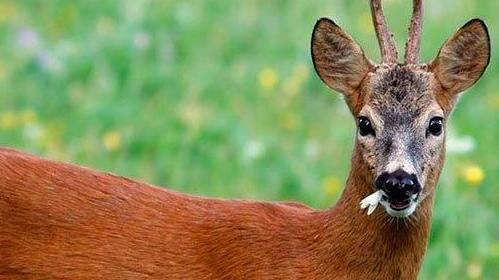 Videotrappole nell’Oasi per studiare la "vita notturna" degli animali