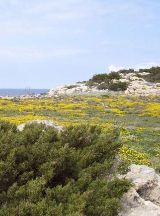 “Pianosa in fiore”, tutti i colori dell’ex isola del Diavolo 