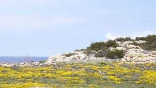“Pianosa in fiore”, tutti i colori dell’ex isola del Diavolo
