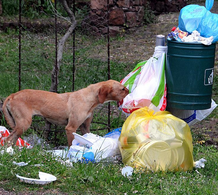 Padroni di cani incivili, scatta la tolleranza zero 