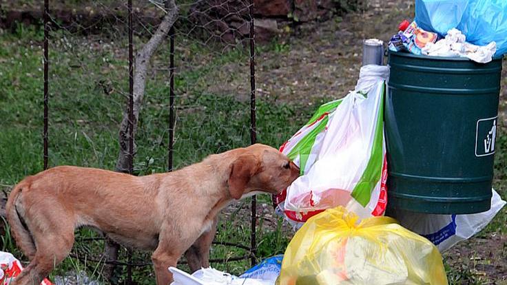 Padroni di cani incivili, scatta la tolleranza zero