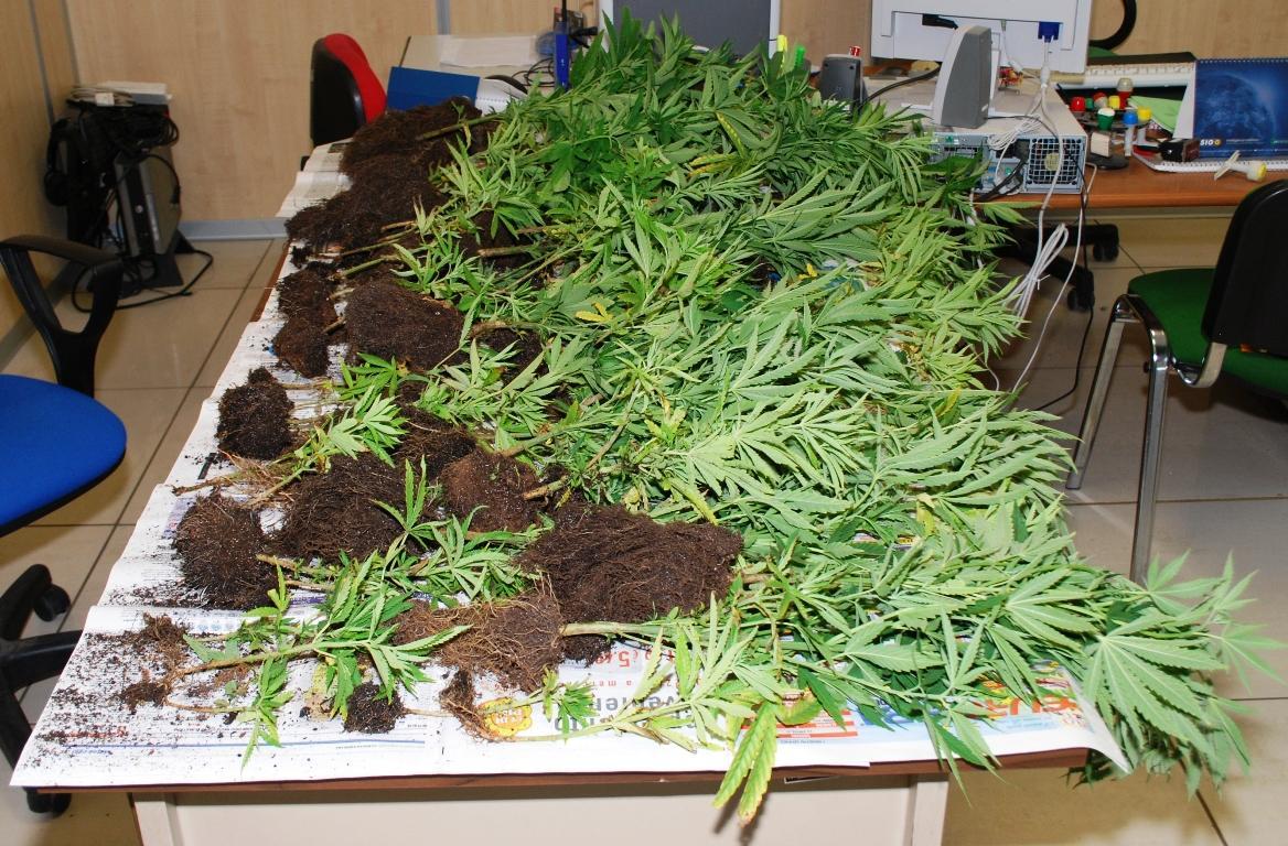 Alcune delle piantine di canapa indiana sequestrate dalla polizia