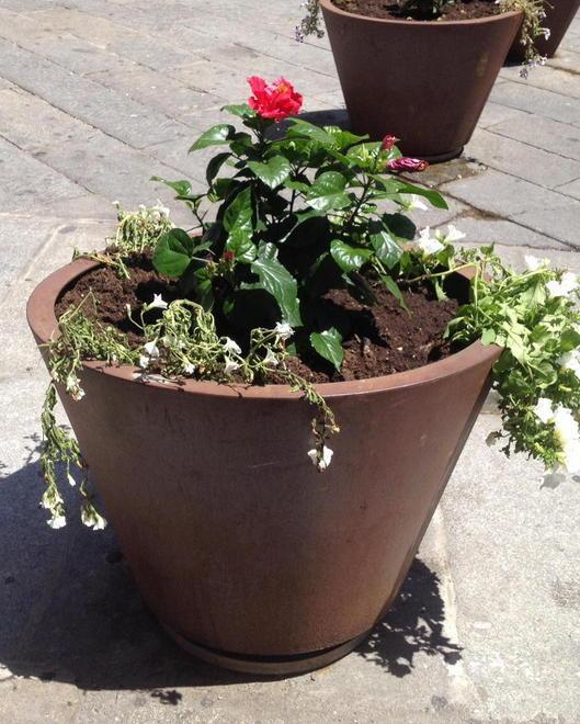 I fiori donati dal consigliere Fasola sono già appassiti