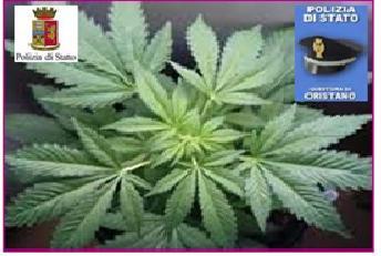 Le piante di cannabis sequestrate dalla polizia