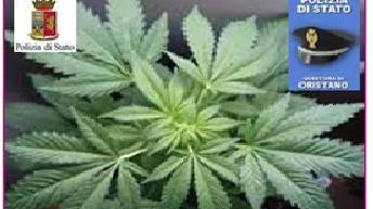 Le piante di cannabis sequestrate dalla polizia
