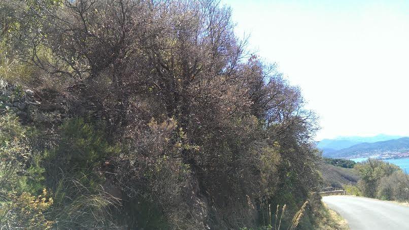 Limantria all'Elba