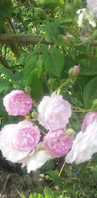 Ecco la storia della città dagli Etruschi fino alla Cevital 