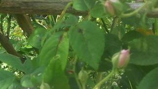 Ecco la storia della città dagli Etruschi fino alla Cevital