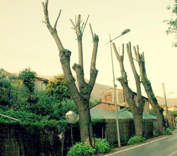 A rischio decine di tigli sulla via di Montemagno 
