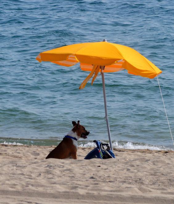Riapre la spiaggia a misura di cane 
