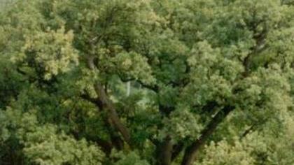 Alberi monumentali da censire