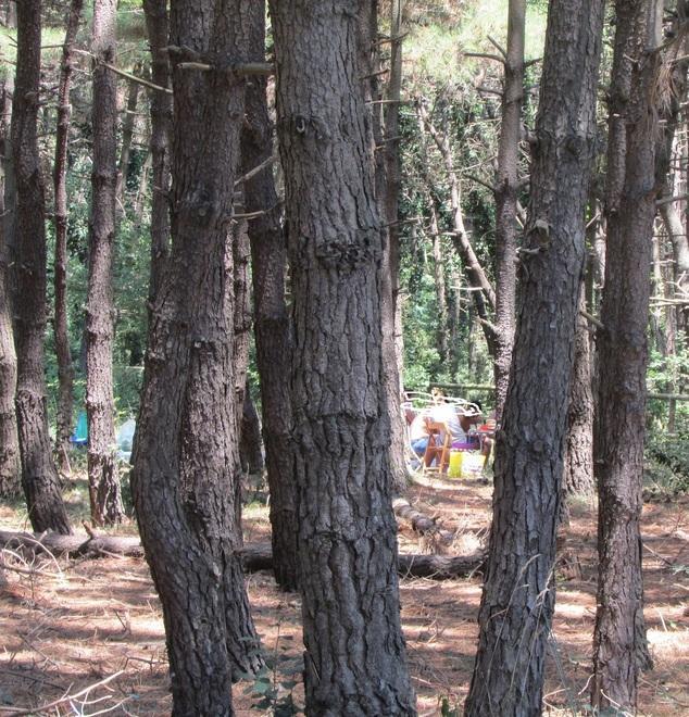 Barbecue in pineta: multati 