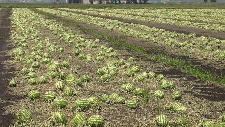 Furti di cocomeri, i produttori costretti ad assumere i vigilantes