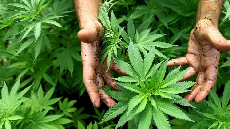 Una coltivazione legale di cannabis