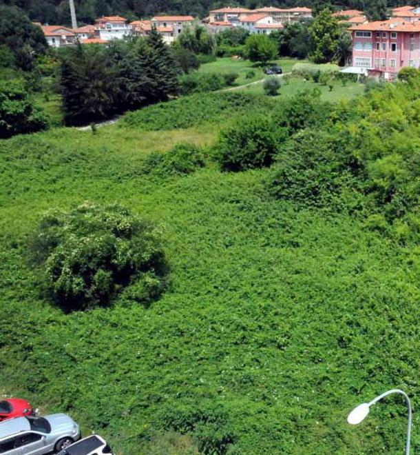 Auto al Pomario, no di Italia Nostra 