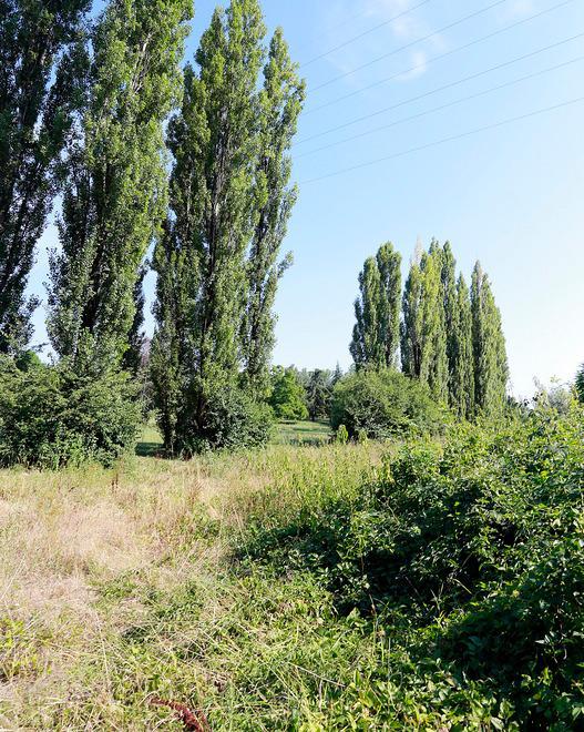 «Basta polemiche e sistemiamo il parco»