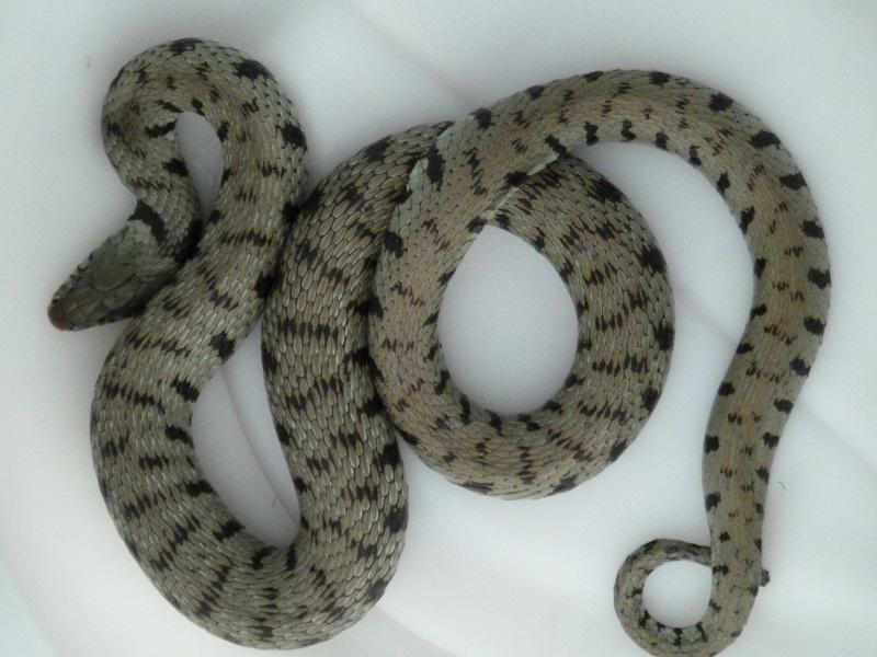 L'esemplare scambiata per vipera