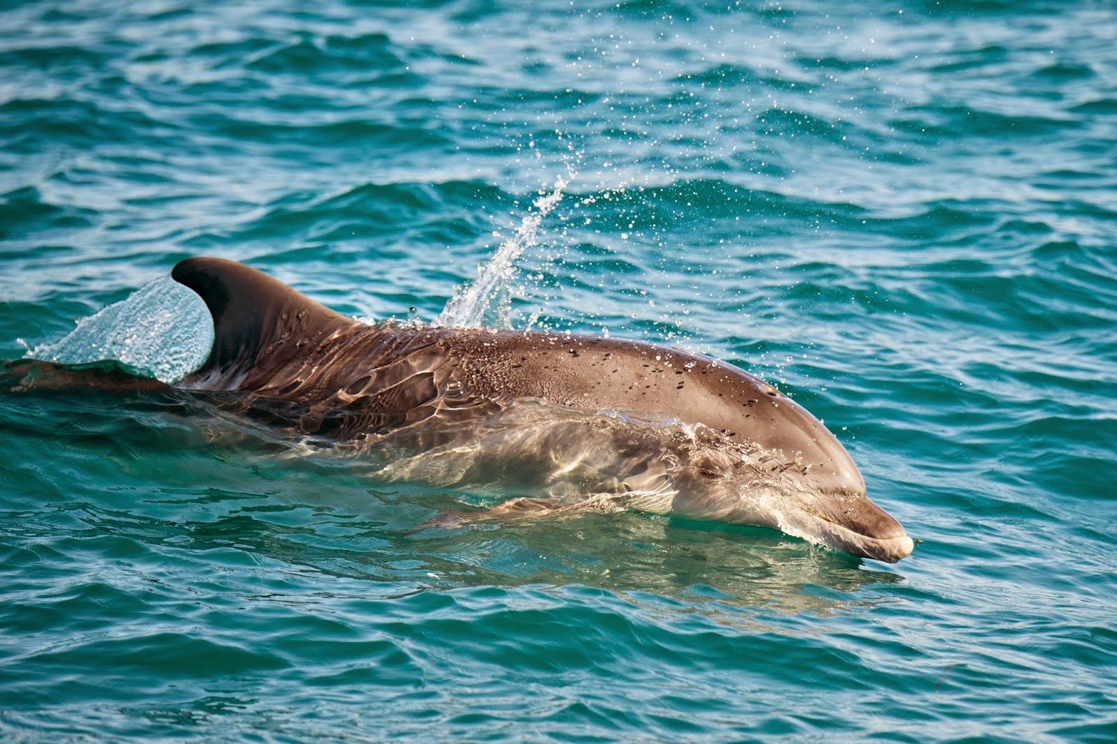 Un delfino in un'immagine d'archivio