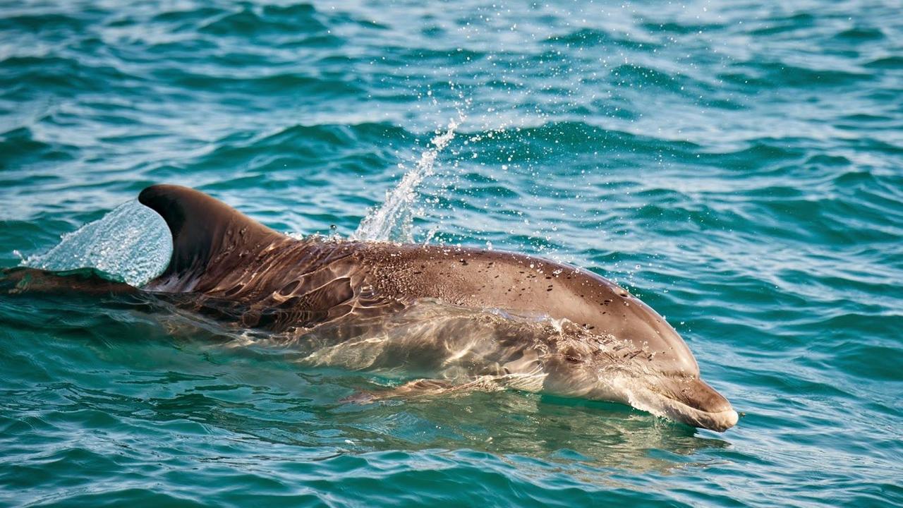 Un delfino in un'immagine d'archivio