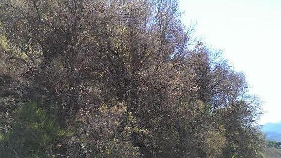 La Limantria non si ferma, piante infestate a Patresi