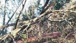Riaperto il Parco avventura dopo i danni del vento