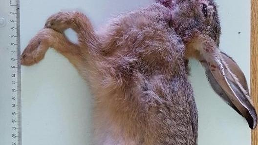 Caccia proibita, barracelli nei guai