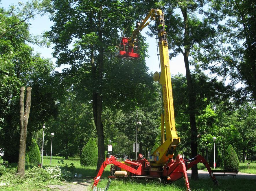 Via alla potatura degli alberi danneggiati dal maltempo