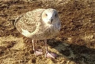 Porto Torres, il cucciolo di gabbiano che cresce tra i bagnanti 