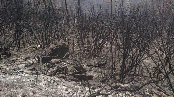 Monte Serra, il giallo delle ossa nei boschi bruciati dall’incendio 