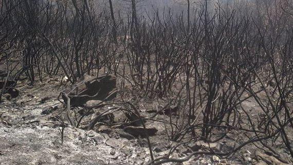 Monte Serra, il giallo delle ossa nei boschi bruciati dall’incendio
