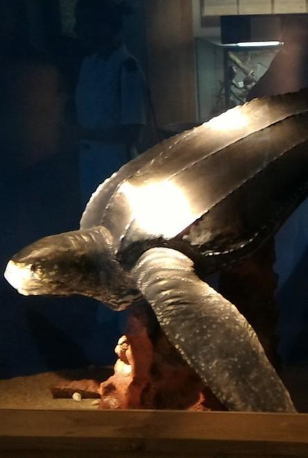 Teca di tartaruga liuto inaugurata all’Acquario dell’Elba