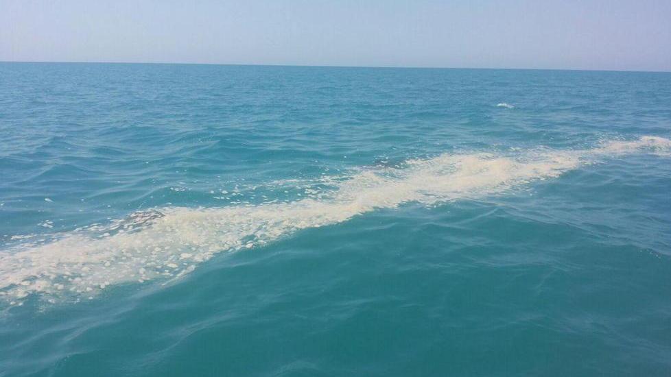 Chiazze in mare, decine di telefonate in Capitaneria