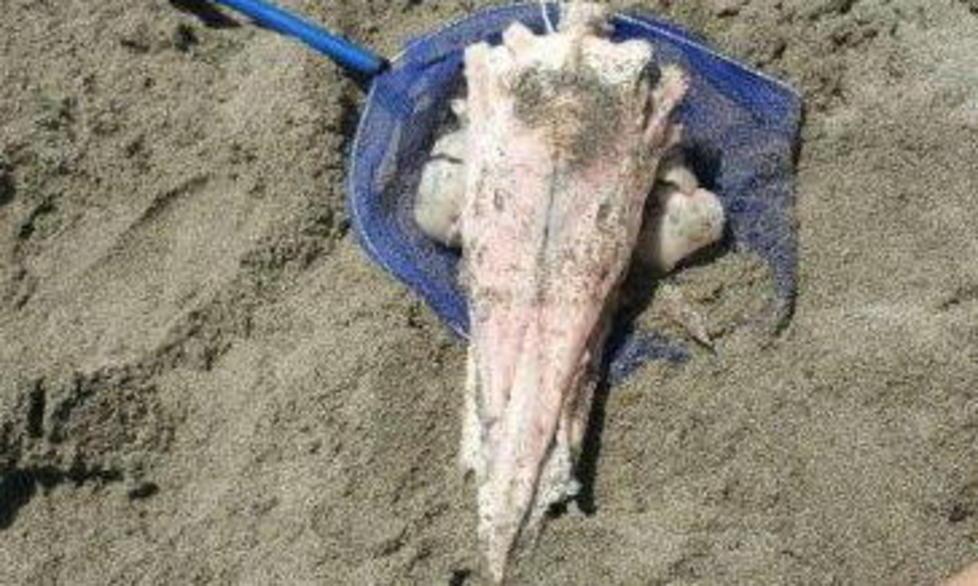 Dal mare arriva una “strana” testa
