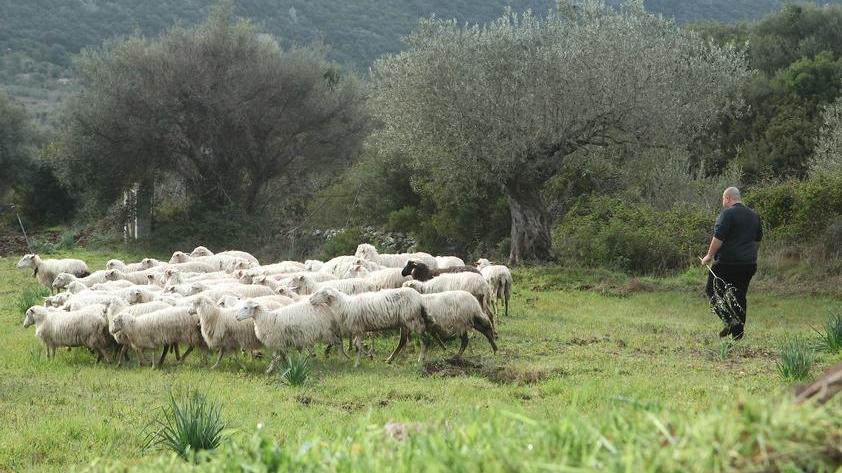  Sparito un pastore su tre cresce il numero di pecore 