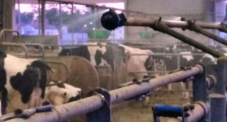 Caldo record, mucche senza latte 