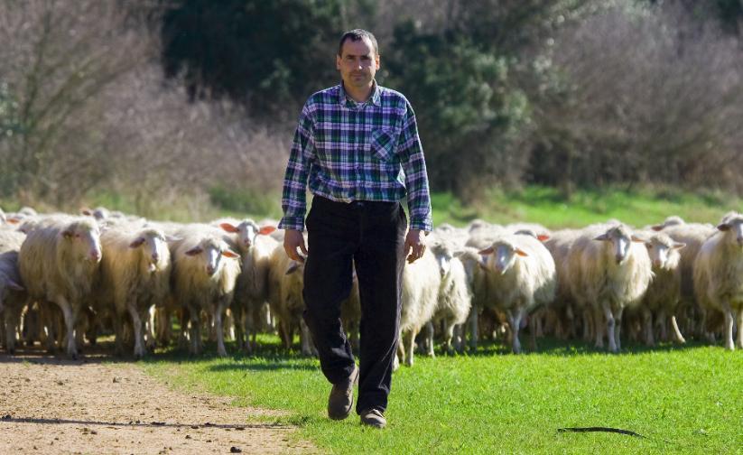Pecore hi-tech e il formaggio è ultrabio 