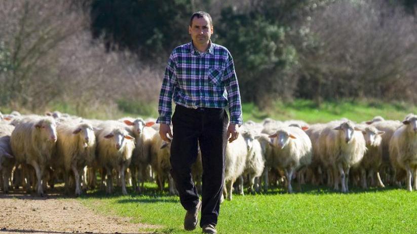 Pecore hi-tech e il formaggio è ultrabio