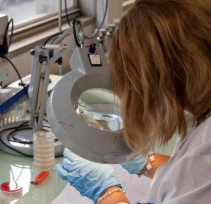 L’ Escherichia: ecco l’imputato del problema