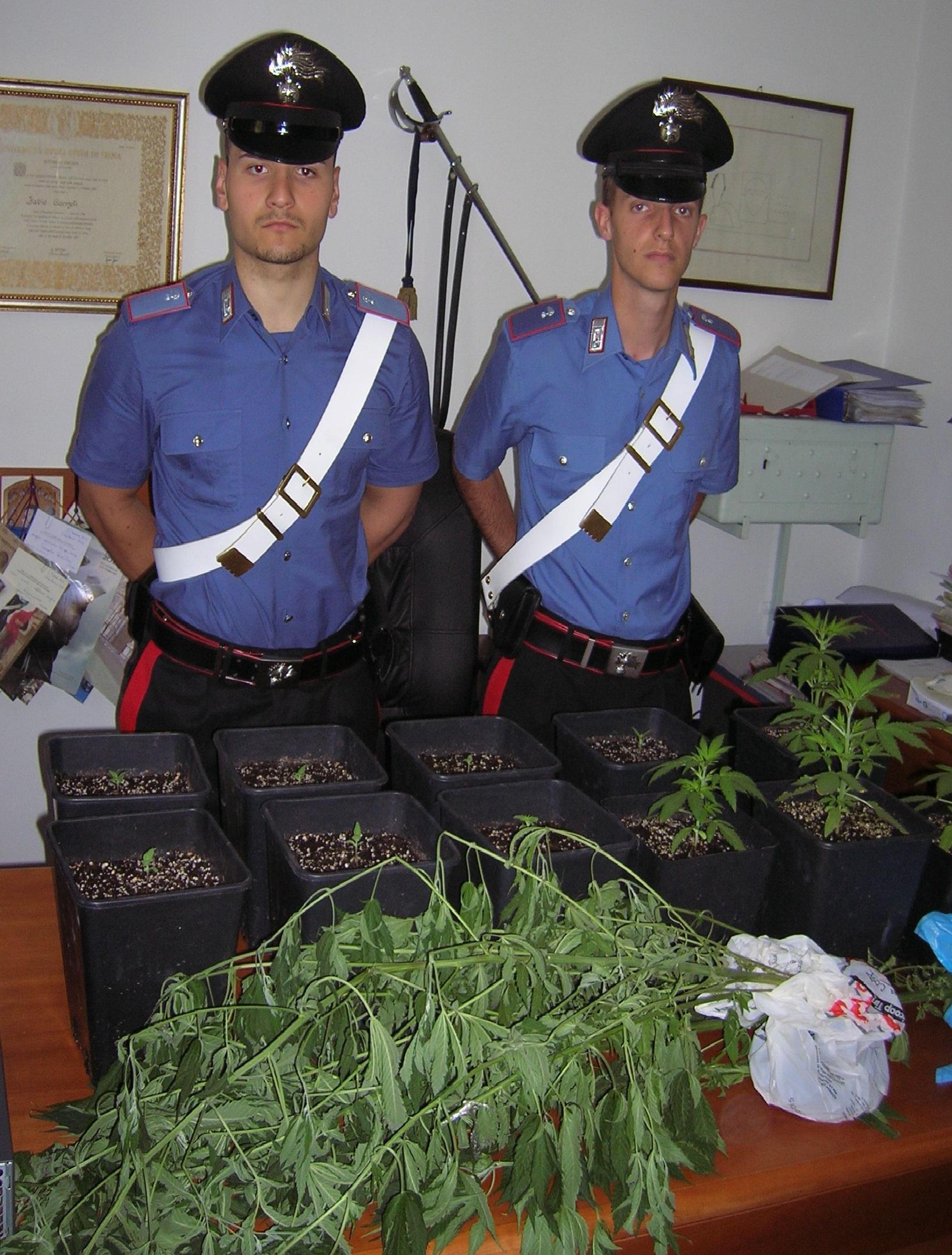 Alcune delle piante sequestrate