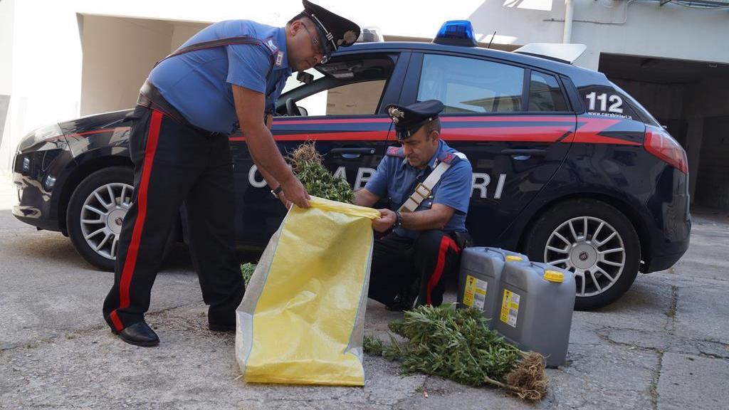 I carabinieri con alcune delle piante di cannabis sequestrate a Gergei