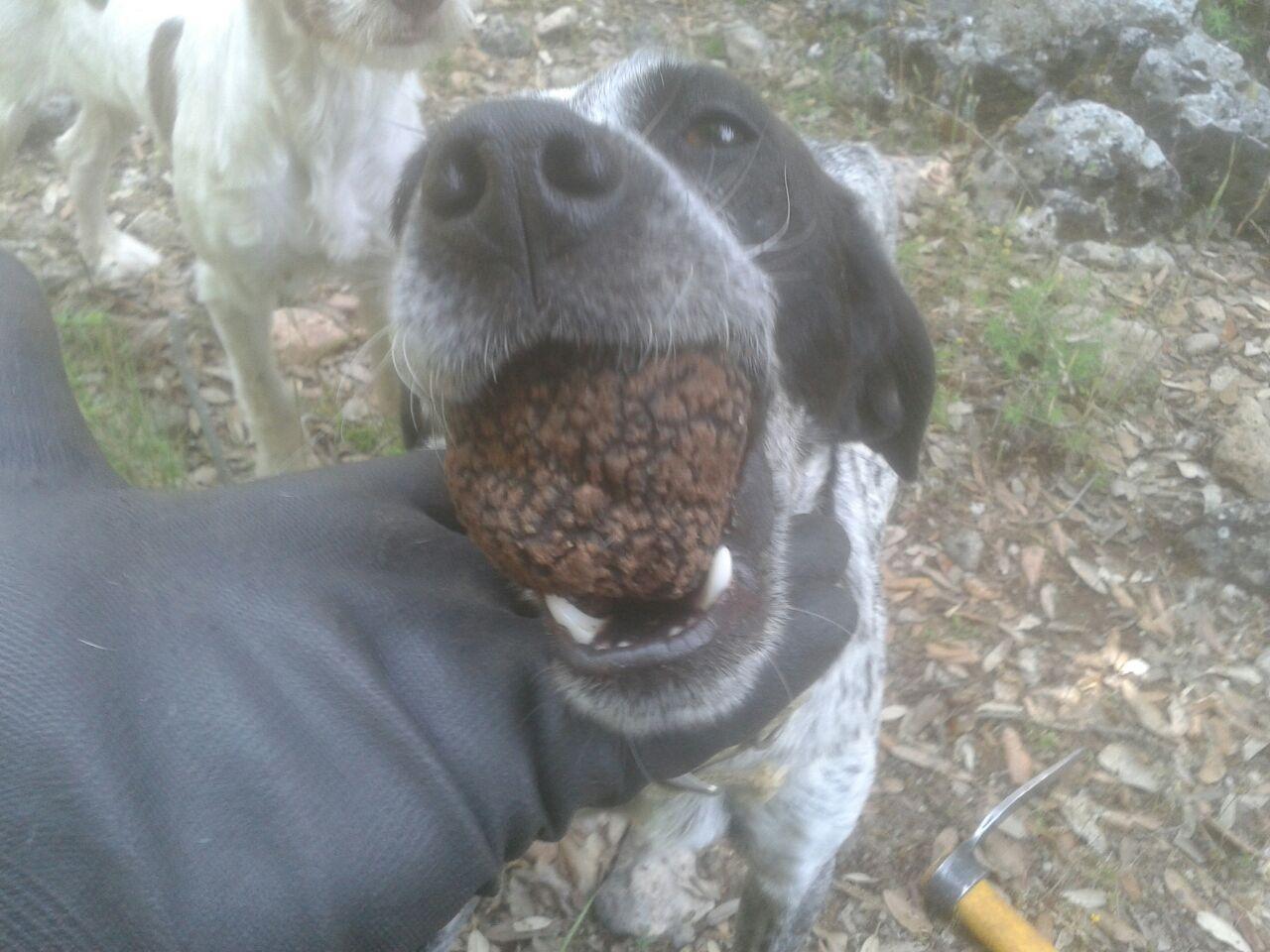 Un cane da tartufo mostra il suo prelibato trofeo